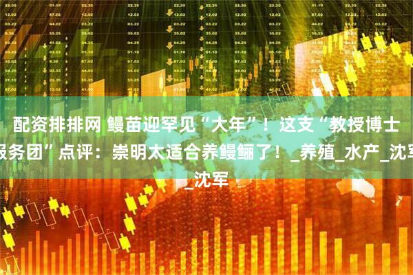 配资排排网 鳗苗迎罕见“大年”！这支“教授博士服务团”点评：崇明太适合养鳗鲡了！_养殖_水产_沈军